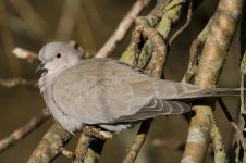 collared dove.jpg