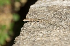 Iberian Wall Lizard.jpg