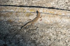 Iberian Wall Lizard 2.jpg