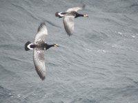 Barnacles flight 1 resize.jpg