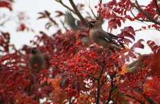 waxwing1.jpg