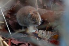 20161220 (4)_Bank_Vole.JPG