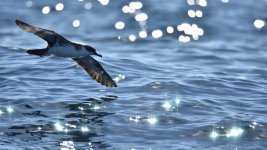 Great shearwater contre jour (1024x576).jpg