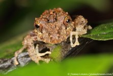 1a_frog_Septimo Paraiso, EC_10-11-16_LOW2205.JPG