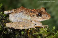 1b_frog_Septimo Paraiso, EC_10-11-16_LOW2223.JPG