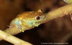 2a_frog_Septimo Paraiso, EC_10-11-16_LOW2218.JPG