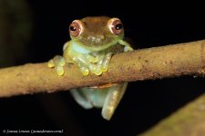 2b_frog_Septimo Paraiso, EC_10-11-16_LOW2226.JPG