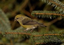 AWG Fem Crossbill.jpg