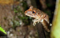 4_frog_Mashpi Lodge, EC_12-11-16_LOW6022.JPG