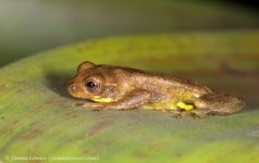 5_frog_Septimo Paraiso_09-11-16_LOW1634.JPG