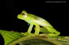 6b_glass frog sp_Mashpi Lodge, EC_12-11-16_LOW6034.JPG