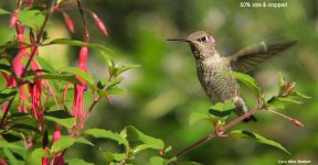 Anna's Hummingbird 10-12-16 IMG_9895-BFnet.jpg