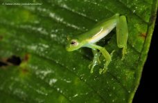 7a_glass frog sp_Mashpi Lodge, EC_12-11-16_LOW6011.JPG