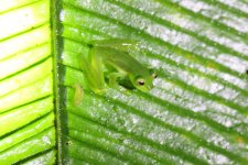 7b_glass frog sp_Mashpi Lodge, EC_12-11-16_LOW6003.JPG