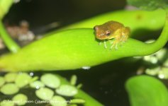 9_frog sp_Septimo Paraiso, EC_091116_LOW1578 copy.JPG