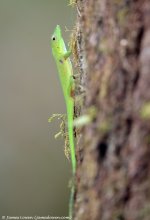 A lizard tbc_Maquipucuna_12-11-16_LOW6595.JPG