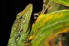 D lizard tbc_Septimo Paraiso, EC_10-11-16_LOW2242.JPG