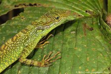 C lizard tbc_Septimo Paraiso, EC_10-11-16_LOW2233.JPG