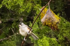 Bird in the Rain.jpg