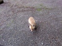 fox cub.jpg