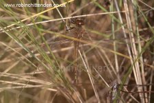 001 Vagrant Emperor (Anax ephippiger) Norfolk UK GB October 2016 cp crs 130dpi.jpg