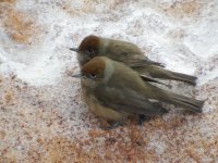 Blackcaps together resize.jpg