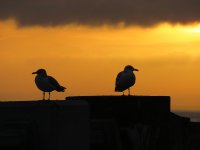 herring gulls.jpg