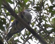 Mountain Imperial Pigeon1.jpg