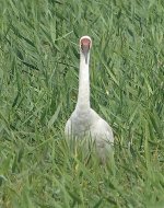 DSC04573 Siberian Crane @ Mai Po.jpg