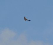 P1390307.jpeg  Rufous tailed Buteo 1.jpg