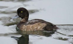 IDme_GreaterScaup2.JPG