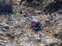 Wallcreeper O'Neill.JPG