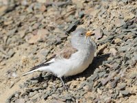 snowfinch Peltonen.jpg