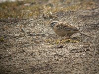 rock bunting Christopher.JPG