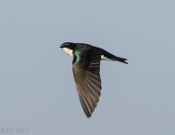 Tree Swallow  1-21-2017.jpg