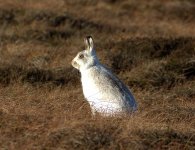 mountain hare 2 (Copy).jpg