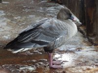 Pink Footed Goose resize.jpg