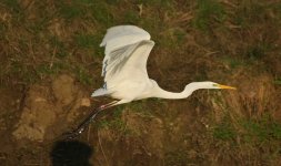 Great Egret 03 reduced (17.01.17).jpg