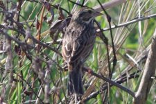 aaa- Sparrow 01-21-2017 Harnes Marsh LH IMGP5450.jpg