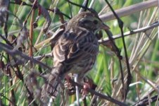 aa- Sparrow 01-21-2017 Harnes Marsh LH FL IMGP5443.jpg