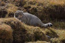 pallas-cat.jpg