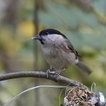 578A1348_Marsh Tit.jpg