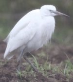 Egret standing.jpg