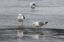 Common Gull record.jpg