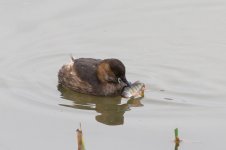 Little Grebe and Perch.jpg