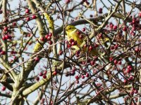 Yellowhammer 2.jpg