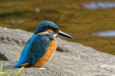 Kingfisher.jpg