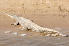 Gharial.jpg