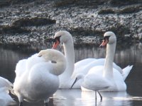 Little Egret 210117.JPG