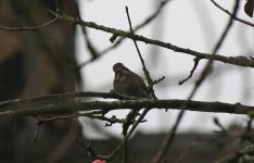 Dusky Thrush A.jpg